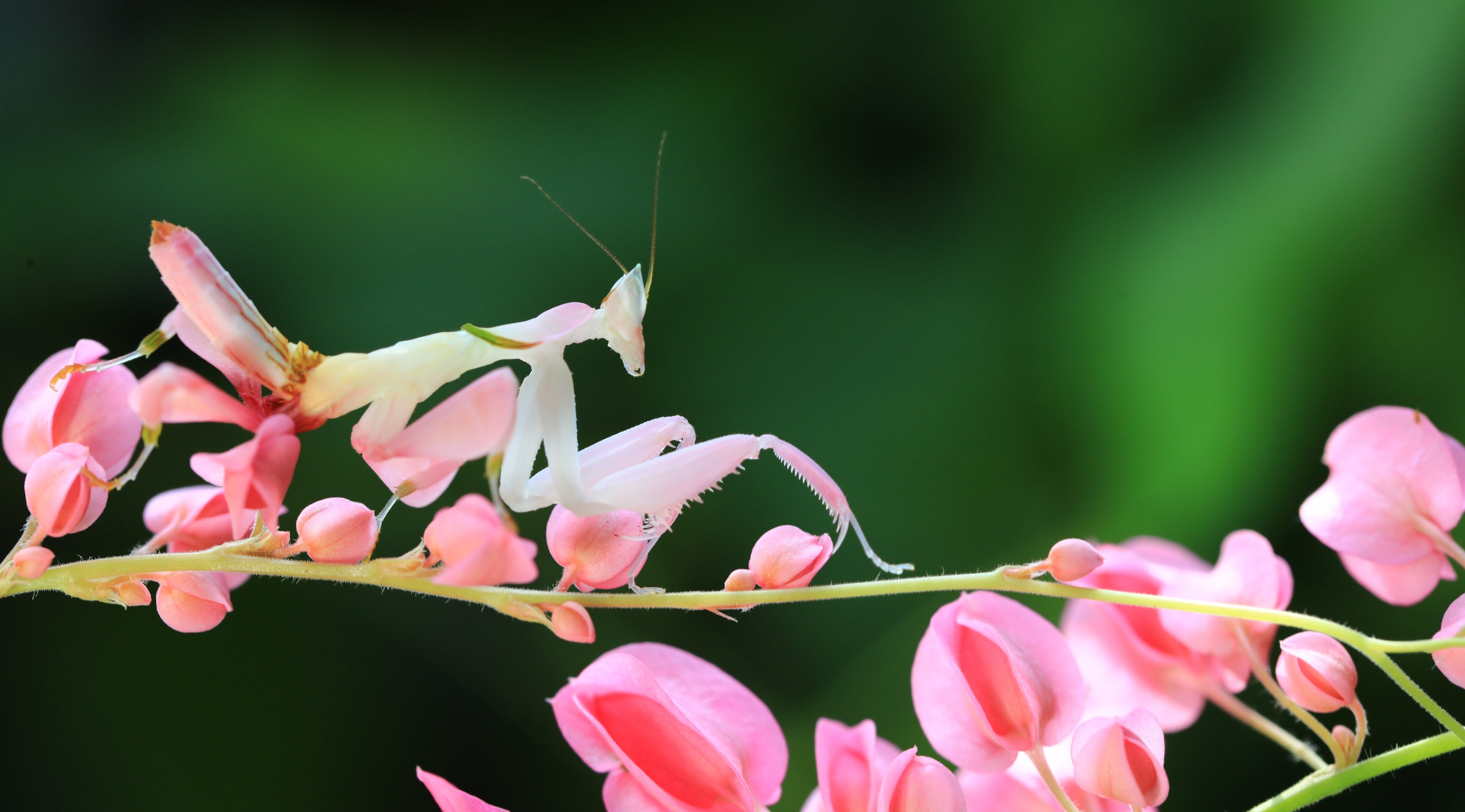 Praying Mantis