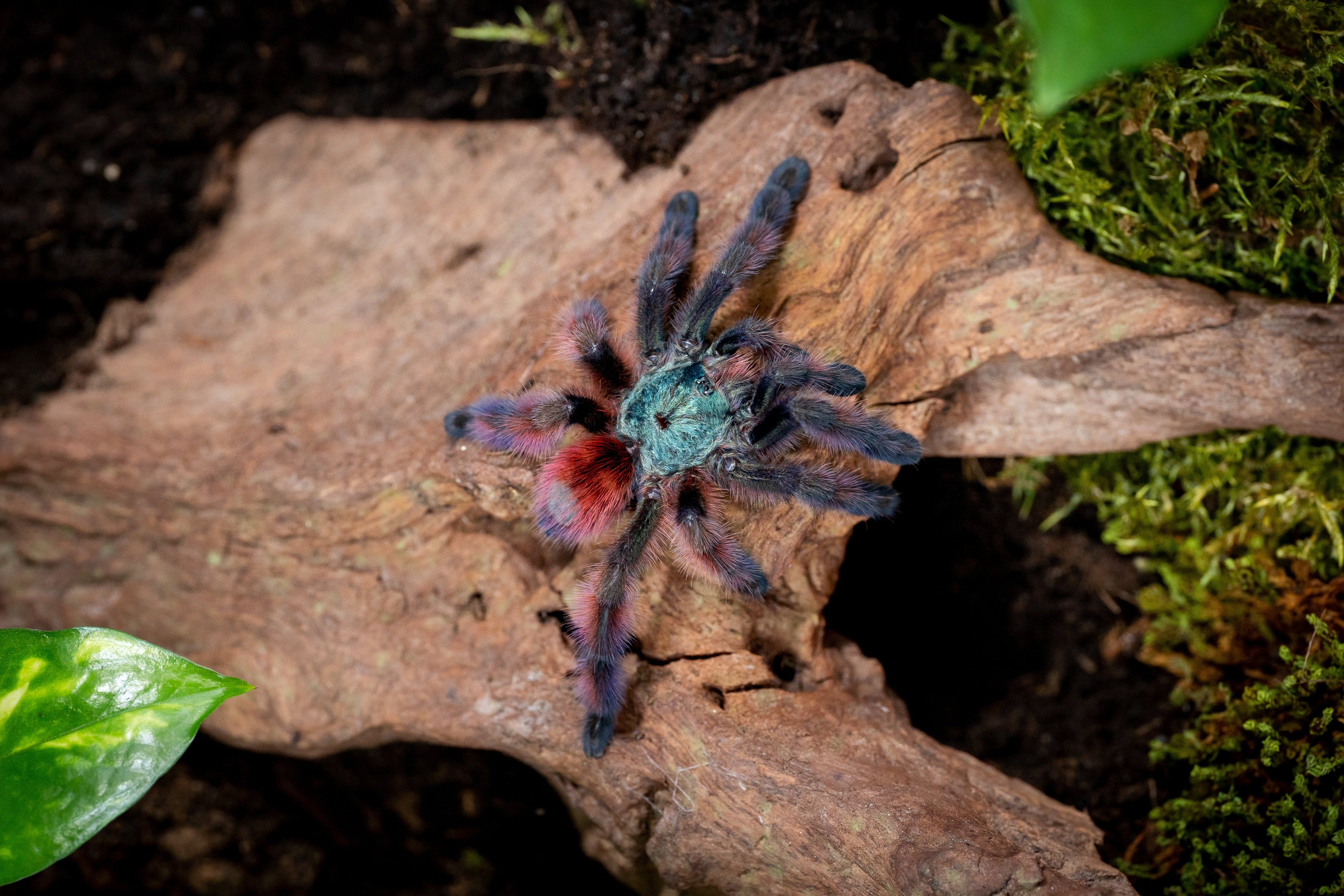 New World Tarantulas