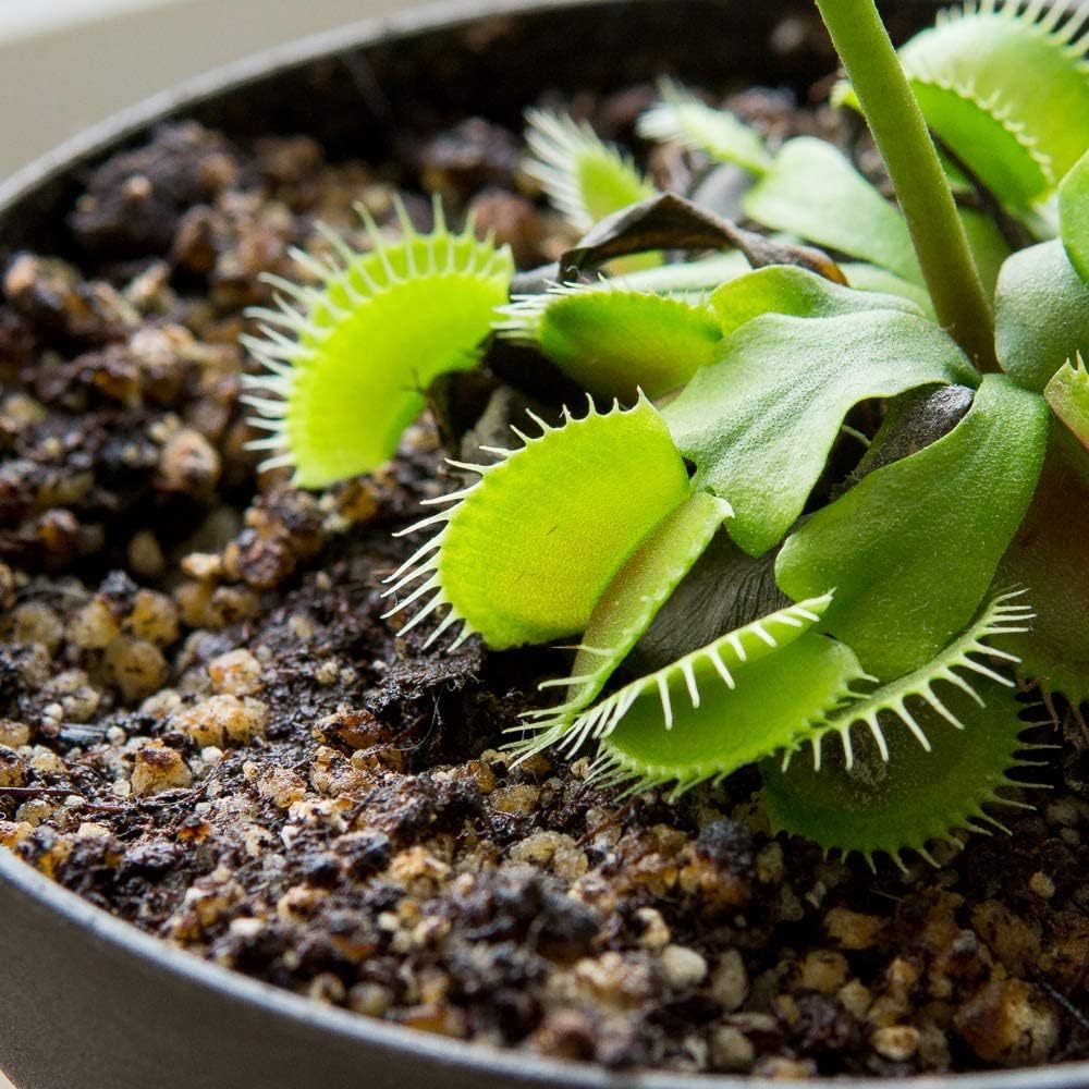 Perfect Plants Carnivorous Plant Soil, 4 qt, Venus Fly Trap Potting Mix | Organic sphagnum peat moss and perlite blend for flytraps, sundews, pitcher varieties and Nepenthes, holds ideal acidity