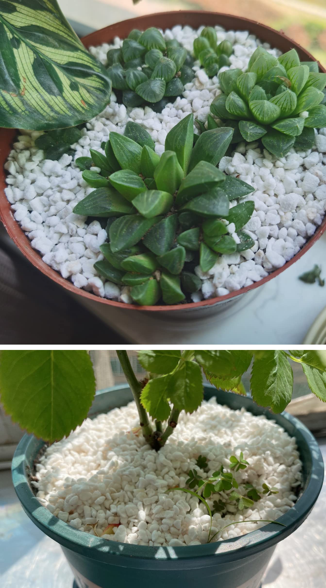 10QT Organic Perlite Horticultural Soil Amendment for Plants and Enhanced Drainage Enhanced