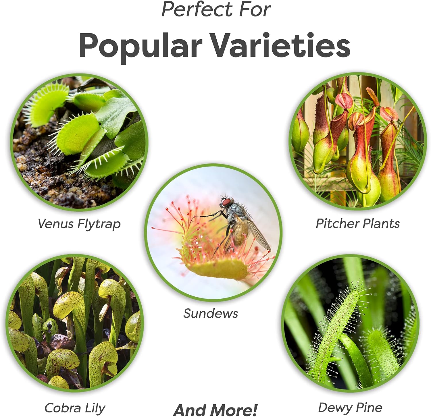 Perfect Plants Carnivorous Plant Soil, 4 qt, Venus Fly Trap Potting Mix | Organic sphagnum peat moss and perlite blend for flytraps, sundews, pitcher varieties and Nepenthes, holds ideal acidity