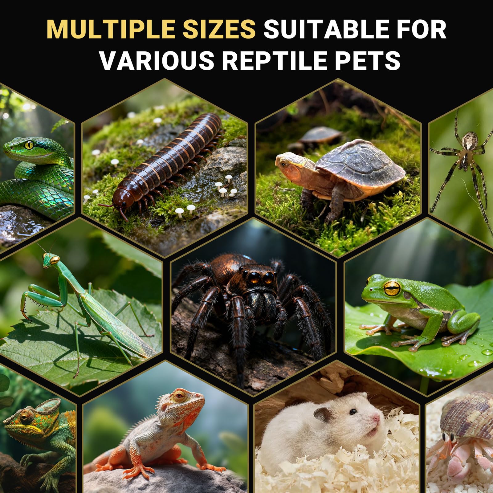 Jumping Spider Enclosure - Acrylic Terrarium Habitat for Spiders, Tarantulas, Snail, Mantis, Lizard, and Small Reptiles, Dual Magnetic Doors (6x6x9 inch)