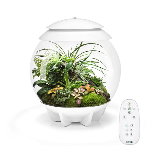 biOrb AIR 30, Automated Acrylic Terrarium for Desert or Tropical Plants, Black