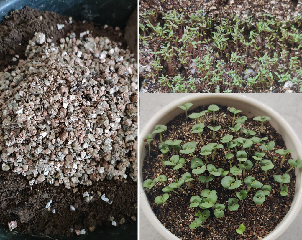 10QT Organic Perlite Horticultural Soil Amendment for Plants and Enhanced Drainage Enhanced