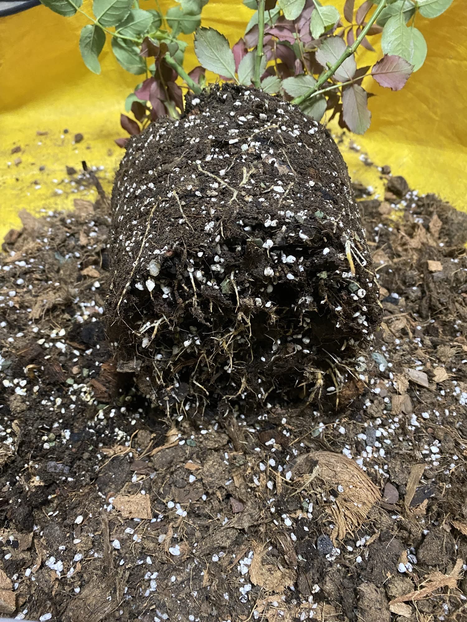 10QT Organic Perlite Horticultural Soil Amendment for Plants and Enhanced Drainage Enhanced
