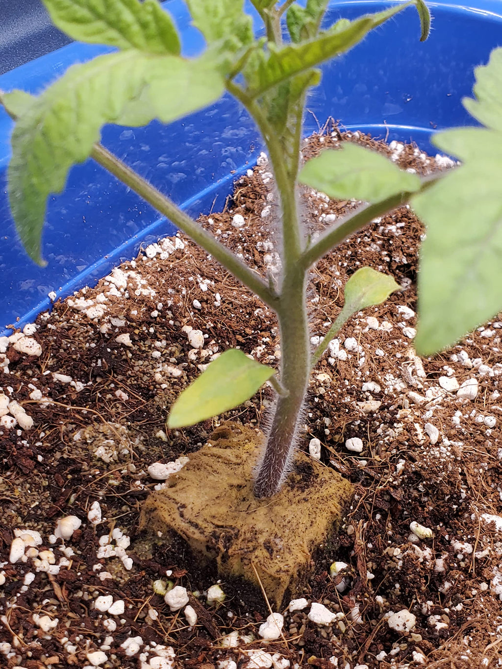 10QT Organic Perlite Horticultural Soil Amendment for Plants and Enhanced Drainage Enhanced