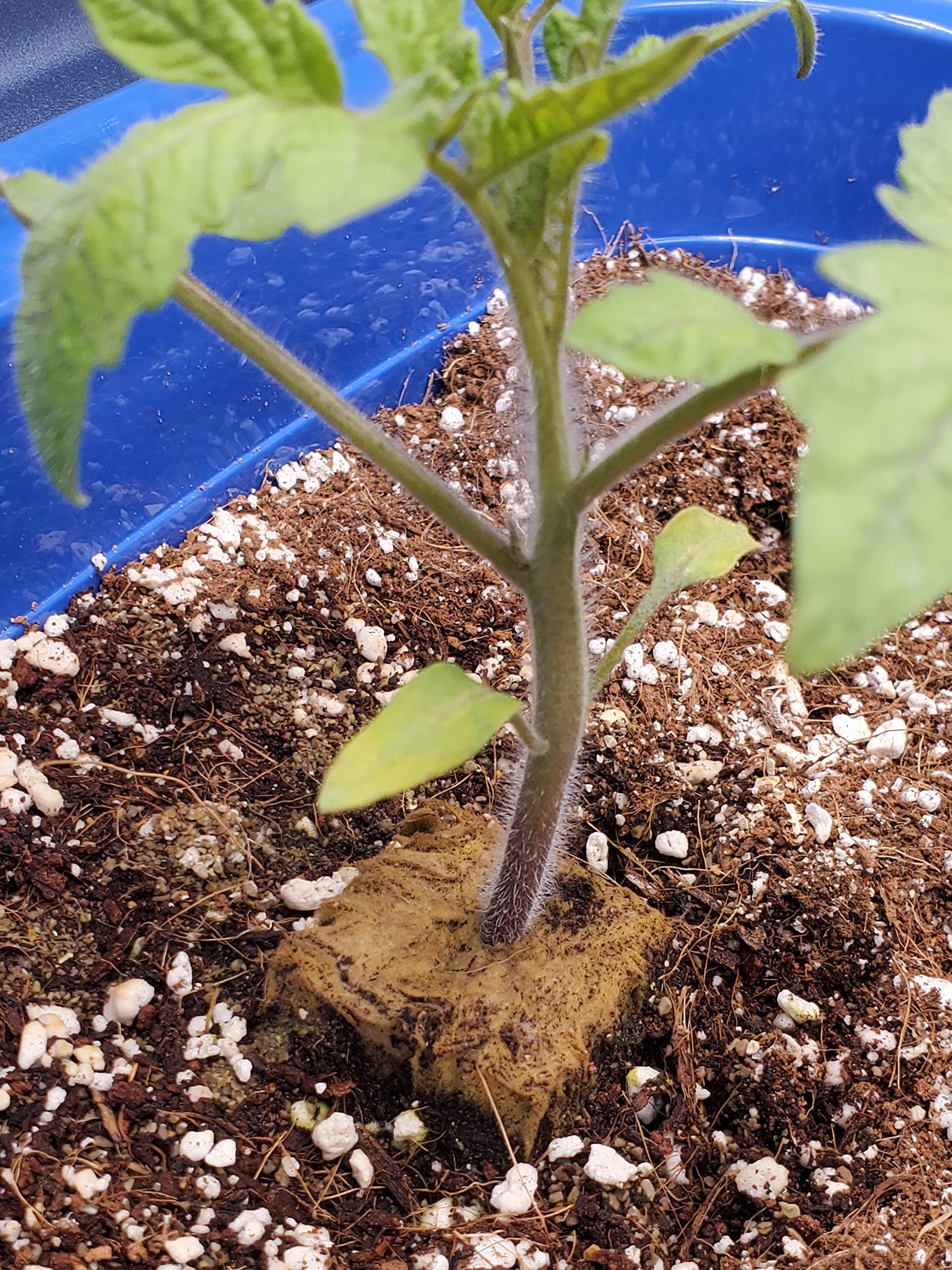 10QT Organic Perlite Horticultural Soil Amendment for Plants and Enhanced Drainage Enhanced