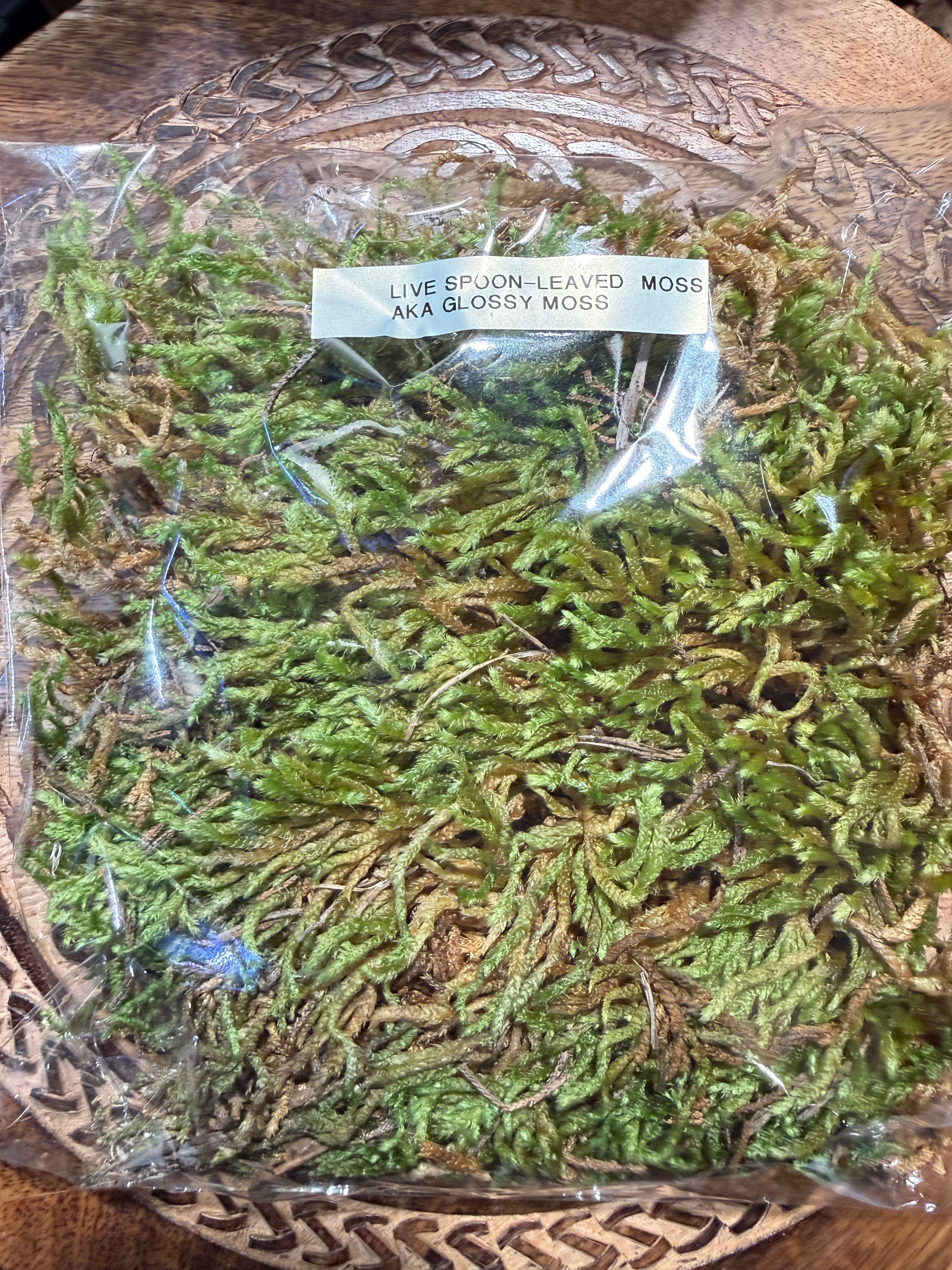 Live Spoon-Leaved Moss aka Glossy Moss (Terrarium Ready)