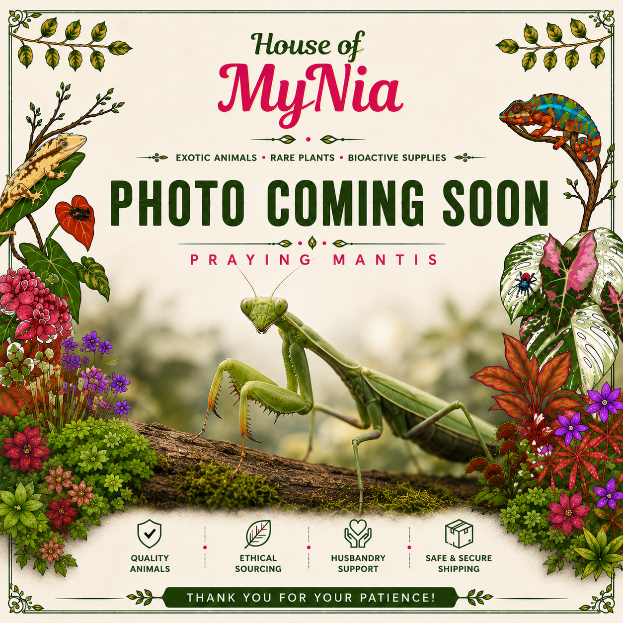 Spiny Flower Mantis